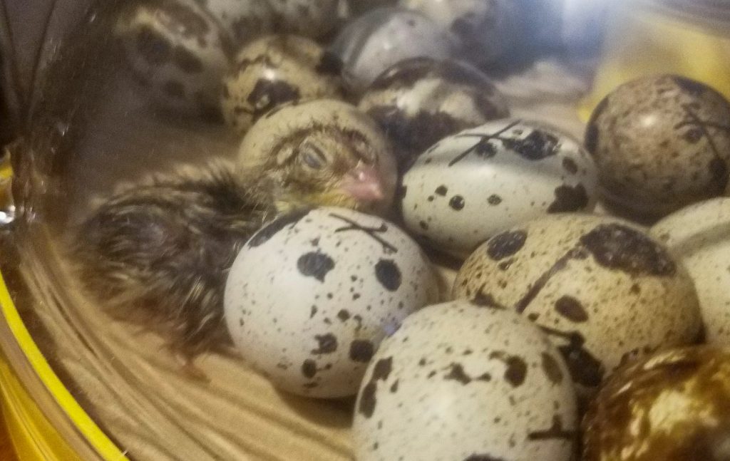 hatching-eggs-for-sale